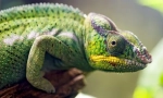 Dezvoltarea embrionară a reptilelor
